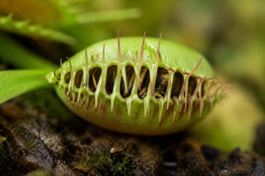 A Venus flytrap with its lobes closed, trapping prey inside.