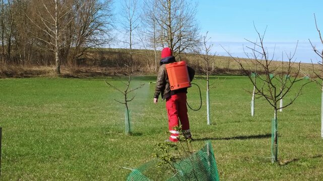 Worker spraying pesticide on a backyard for pest control, close-up, handles bushes. Gardening care work season. Early spring treatment of fruit trees, fungicide. Protecting the garden from diseases 4K
