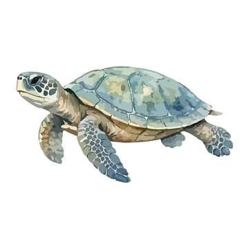 Watercolor vector illustration of a sea turtle