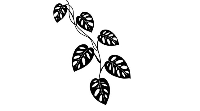 Monstera Adansonii Vine Silhouette, Swiss Cheese Plant Leaves, Isolated Black and White