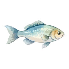 Fototapeta premium Watercolor vector illustration of a fish