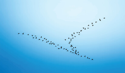 Flock of birds flying in V formation against clear blue sky. Migratory geese or ducks in synchronized aerial pattern for efficiency. © MdMizanur