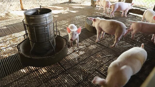 Piglet at pigsty. Pig farm. Group of piglet at animal farm. Feeding pigs	