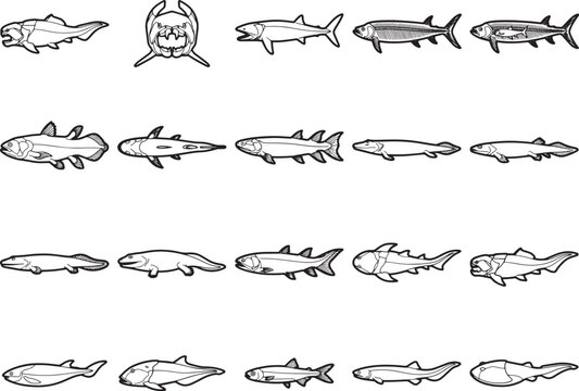 Collection of diverse fish illustration, ancient fish drawing, extinct marine creature outline, prehistoric aquatic animal sketch, detailed fossil fish representation.
