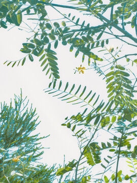 green leaves on the branches
