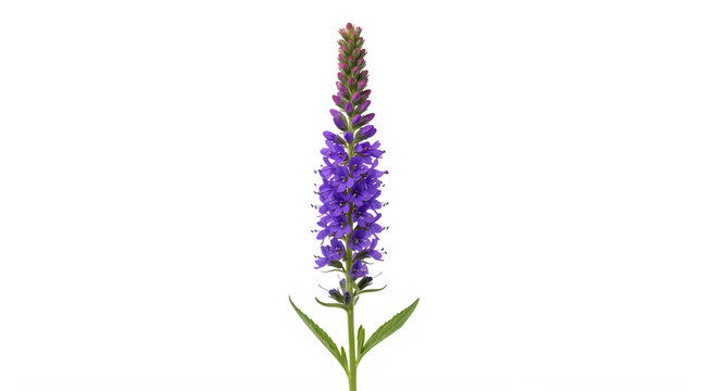 Single purple veronica flower spike isolated on transparent background for botanical design