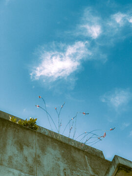 plants in the sky