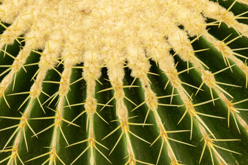 cacti in the wild diversity © verzunyna