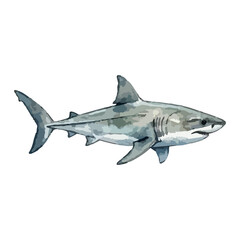 Obraz premium shark watercolor vector illustration