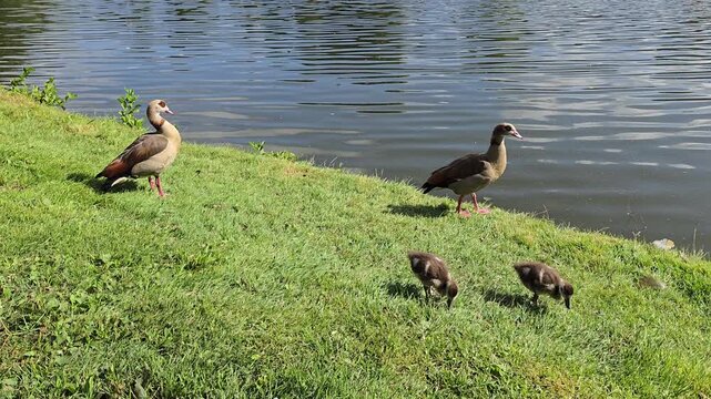 Duck family at the lake