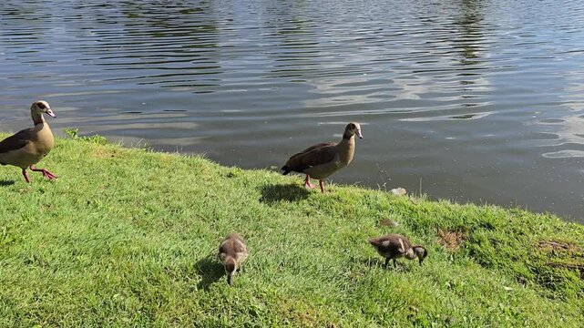 Duck family swimming in the lake