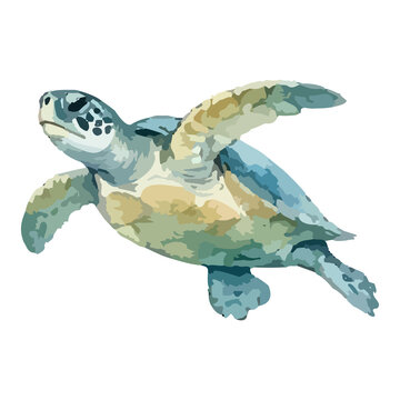 Watercolor vector illustration of a sea turtle