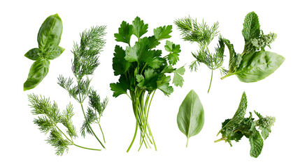 Fresh green herbs assortment basil parsley dill, mint © Fraser