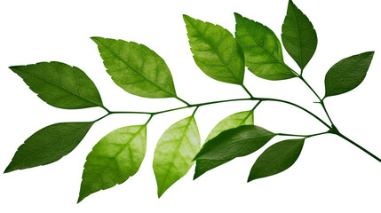 Fototapeta premium Green leaves on thin branch with veins