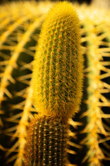 cacti in the wild diversity © verzunyna