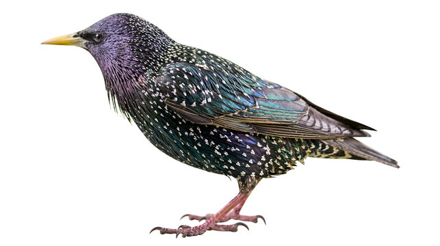European Starling bird with iridescent plumage and speckled feathers
