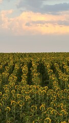 field of sunflowers © Ирина Опальчук