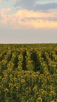 field of sunflowers
