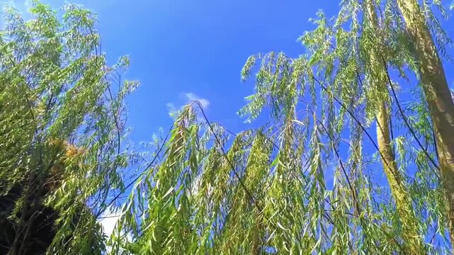 Low angle panning shot of green willow tree branches blowing in the wind against blue sky