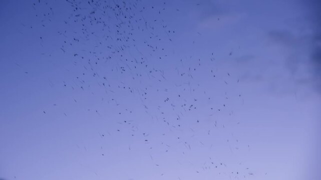 A flock of midges and mosquitoes fly together, gathered in a hurricane