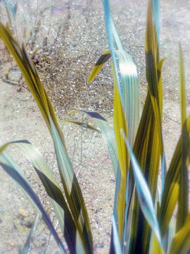 grass in the wind
