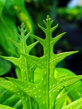 Vibrant Green Tropical Fern Leaf Close-up