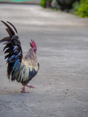 Majestic Thai Bantam Cock Striding from Behind © wichatsurin