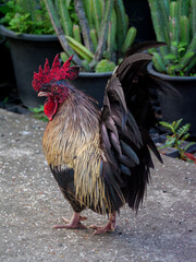 Thai Bantam Rooster Standing Near Garden Plants © wichatsurin