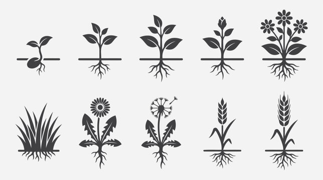 Plant growth stages and different types of plants icons set, vector illustration of seedling, flower, dandelion and wheat flat vector editable file
