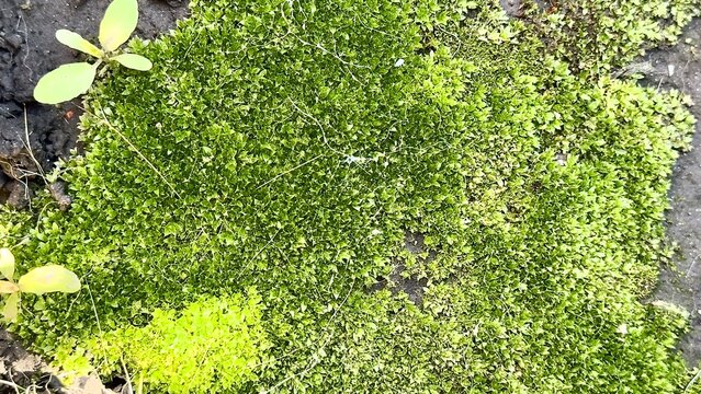 Vibrant green moss texture on damp ground close up. Lush soft forest moss background, organic natural eco texture, macro photography of bryophyte plant