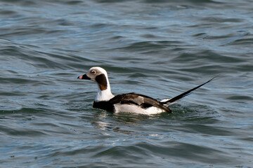 Fototapeta premium Harelde boréale, Harelde kakawi, Clangula hyemalis, Long-tailed Duck