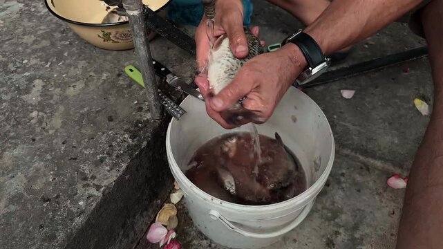 Anonymous male fisherman washing scaled raw river fish under outdoor faucet water and gutting it with knife over white bucket in rural backyard real life authentic documentary handheld close up