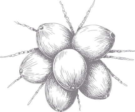 Dibujo a mano de un racimo de cocos con tallos