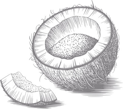 Dibujo a mano de un coco a la mitad con una rodaja, mostrando textura y detalle