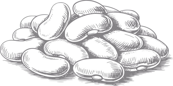 Dibujo a mano de una pila de alubias blancas