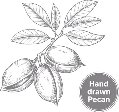 Dibujo a mano de una rama de pacana con nueces y hojas
