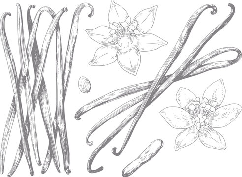 Dibujo a mano de vainas de vainilla y flores sobre fondo blanco
