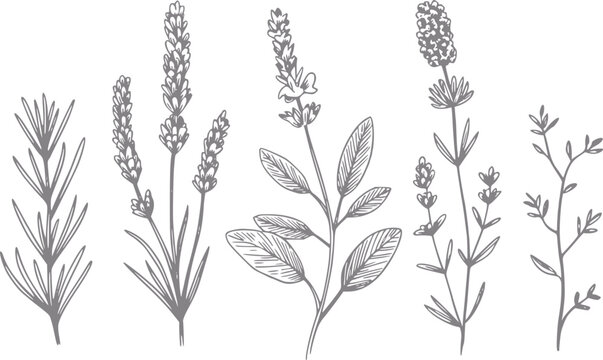 Dibujo a mano de varias hierbas bot&aacute;nicas y flores sobre fondo blanco