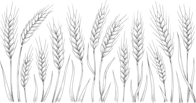 Dibujo a mano de tallos de trigo, un s&iacute;mbolo cl&aacute;sico de cosecha y agricultura