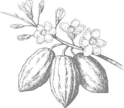 Vintage de vainas de cacao y flores en una rama