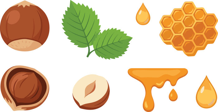 Healthy snack flat vector icon collection with raw hazelnut kernels honey drops and textured leaves for dessert recipes or organic product packaging design