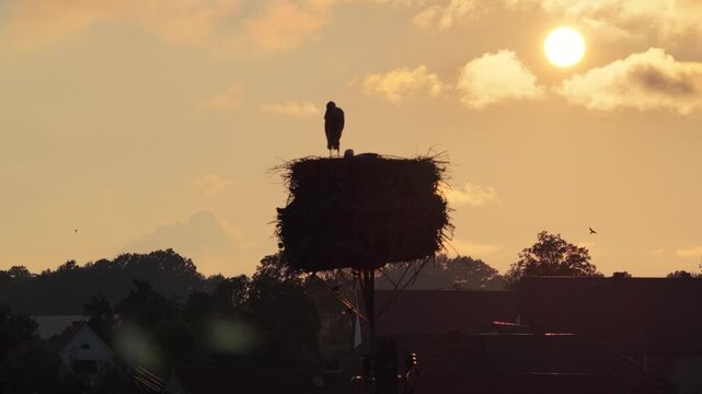 Young white storks waiting in a nest at sunset in a rural village in Poland. Juvenile storks expecting food insummer breeding season against warm evening light.Storks in a nest in the countryside