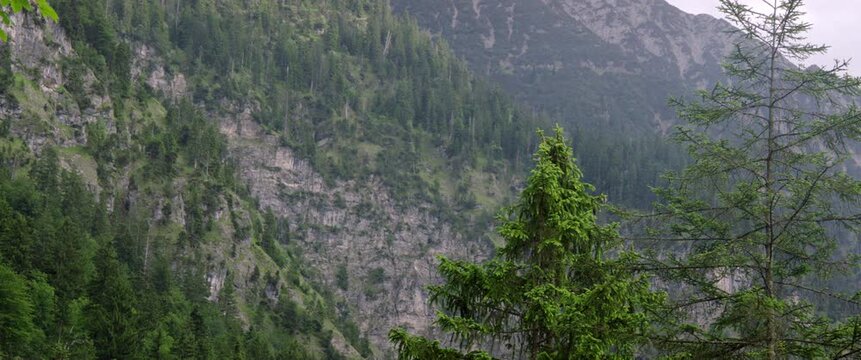 Wald in den Alpen, einzelner Tannenbaum wackelt im Wind in den Bergen in Deutschland