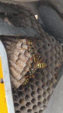 Panel de avispas en se&ntilde;al de carretera