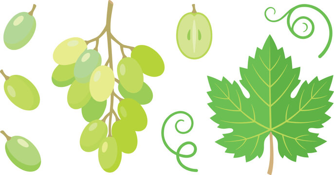 Organic white grapes flat vector icon collection featuring juicy fruit clusters single berries and grapevine leaf elements for wine label packaging design