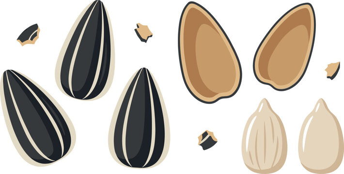 Healthy sunflower seed flat vector icon collection with raw unshelled seeds empty open shells and nutritious peeled kernels for snack food packaging design