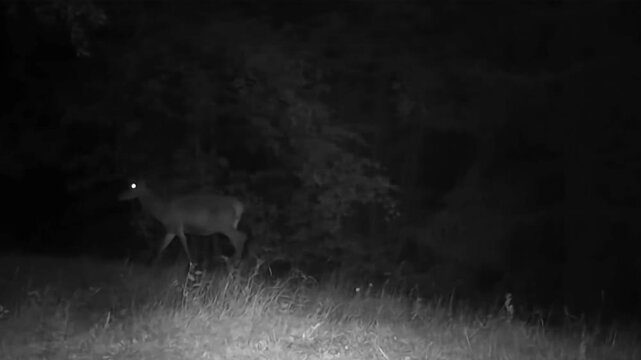Night vision trail camera video capturing a wild deer walking through a dark forest, sniffing the ground before turning its glowing eyes toward the camera.