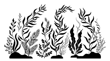 Black and white illustration of diverse underwater seaweed flora on white background. © illustration