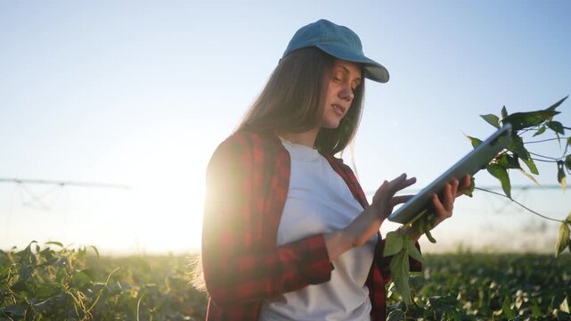 Woman in field holding tablet. Farmer working in lifestyle field with woman. Farmer working with a tablet in the field of agriculture. A female in a field carrying a tablet.