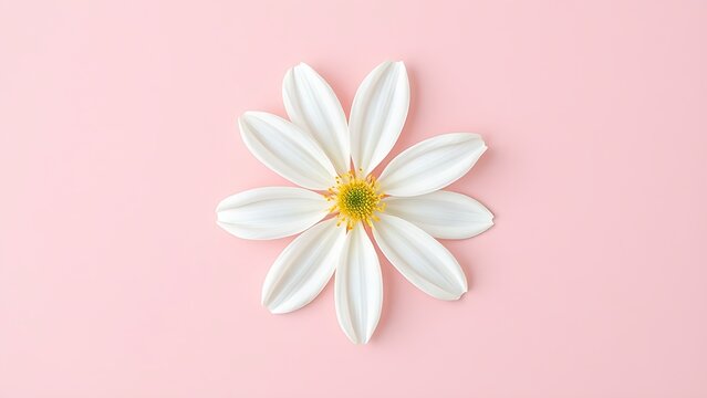 A white flower with delicate petals arranged on a simple pink background, minimalist style.